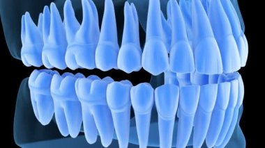 İnsan çikleti ve dişlerinin dişsel anatomisi, röntgen görüntüsü. Tıbbi olarak doğru diş 3D animasyonu