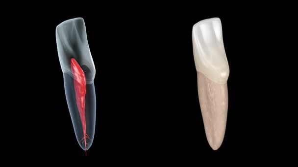 Анатомия зубных корней - центральный зуб резца челюсти. Медицинская точность 3D анимации зубов — стоковое видео