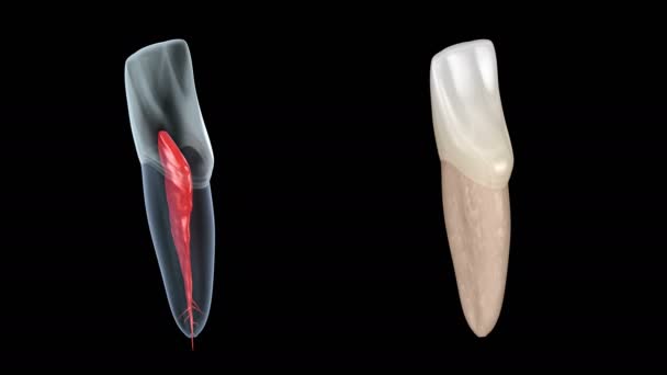 歯科根の解剖学-中央上顎切開歯.医学的に正確な歯科3Dアニメーション — ストック動画