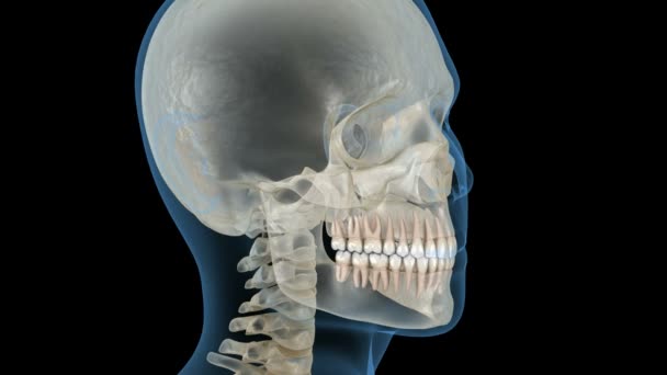 Cabeza humana en vista de rayos X. Animación 3D médicamente precisa — Vídeos de Stock