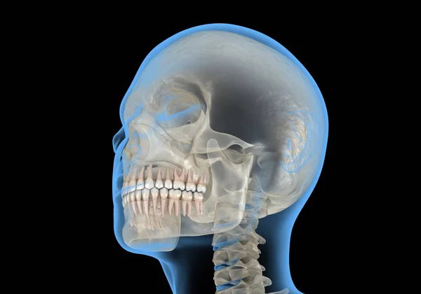 Human Head Xray View Medically Accurate Illustration — Stock Photo, Image