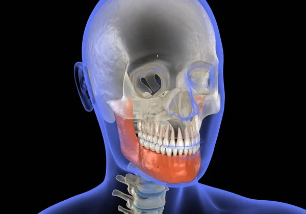 Human head in xray view and marked Jaw. Medically accurate 3D illustration