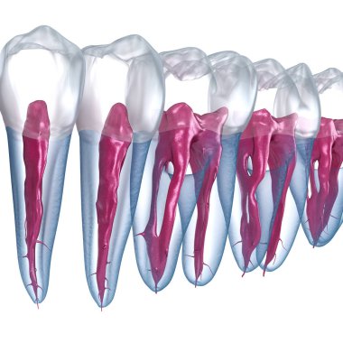 Diş kökü anatomisi, röntgen görüntüsü. Tıbbi olarak doğru olan 3 boyutlu diş illüstrasyonu