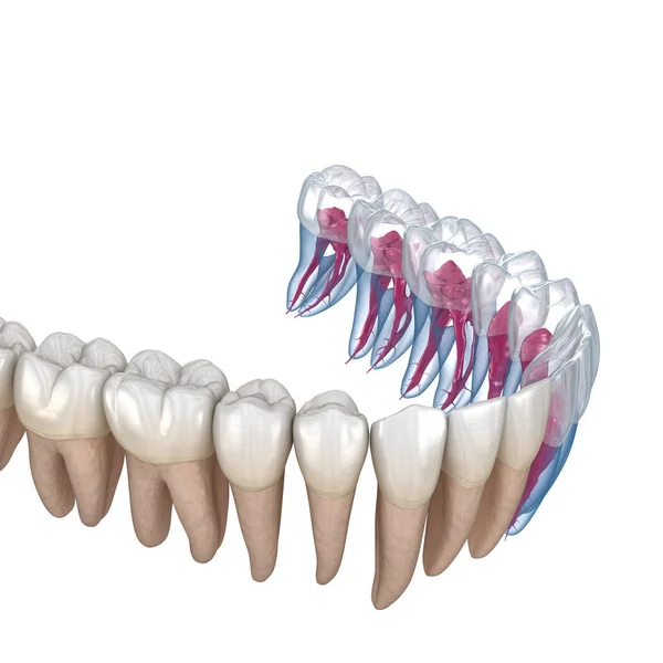 Anatomia Korzeni Dentystycznych Widok Prześwietlenie Medycznie Dokładna Ilustracja — Zdjęcie stockowe