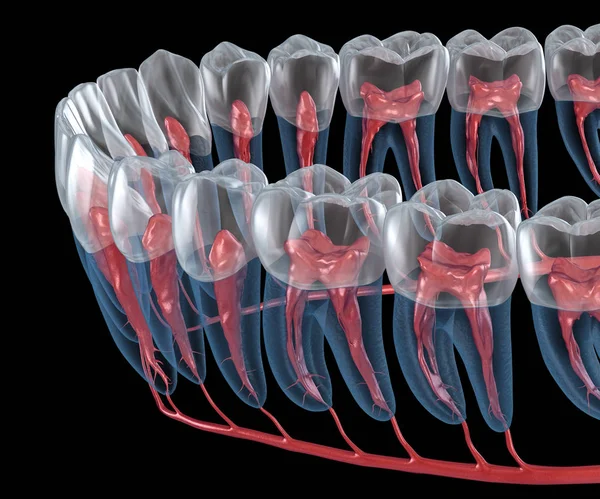 Anatomia Raiz Dentária Visão Raio Ilustração Odontológica Medicamente Precisa — Fotografia de Stock