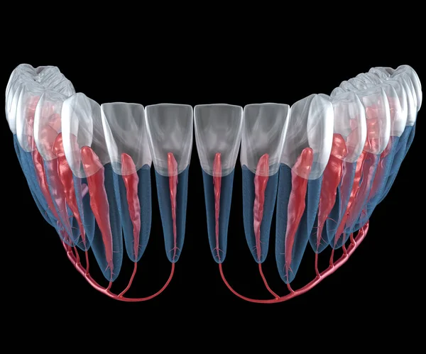 Стоматологічна Коренева Анатомія Рентгенівський Вигляд Медично Точна Стоматологічна Ілюстрація — стокове фото