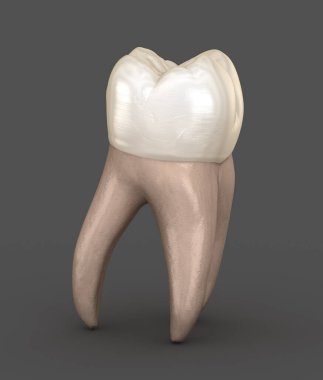 Diş anatomisi - İlk maksiller azı dişi. Tıbbi olarak doğru diş 3d illüstrasyon