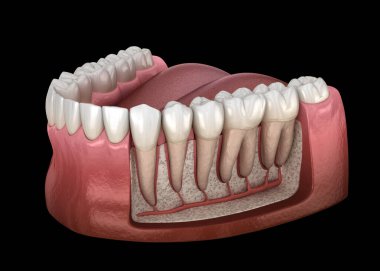 Mandibular insan diş eti ve dişlerin Diş Kökü anatomisi, x-Ray görünümü. Tıbbi olarak doğru diş 3d illüstrasyon