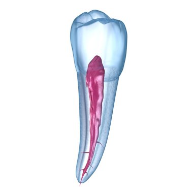 Diş kökü anatomisi - Mandibular İkinci premolar diş. Tıbbi olarak doğru diş 3d illüstrasyon