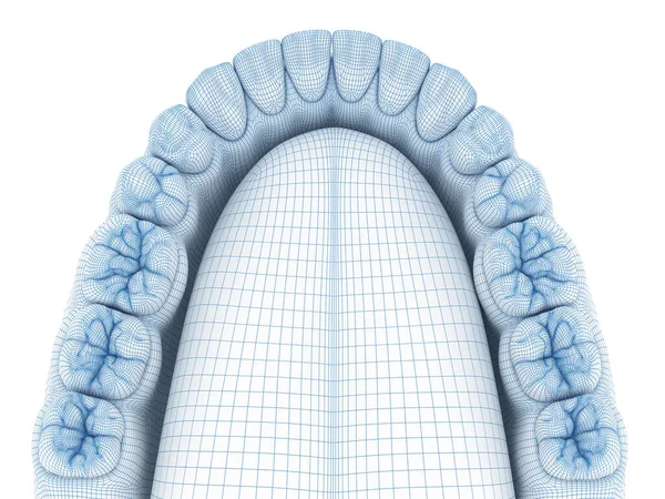 Morfologie Lidské Gumy Zubů Drátěný Model Ilustrace — Stock fotografie