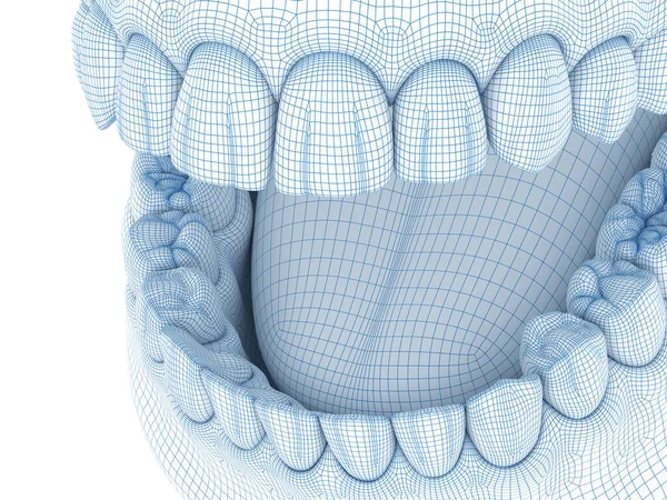 Morfologia Gengiva Humana Mandibular Dentes Fio Modelo Ilustração — Fotografia de Stock