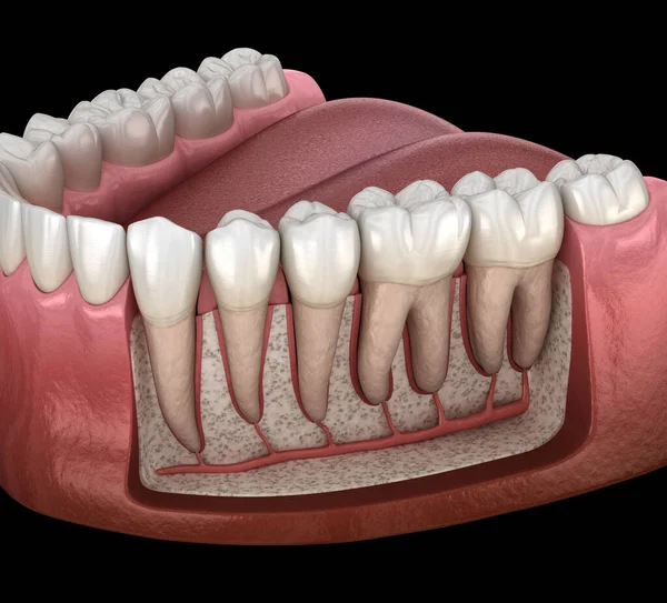 Anatomía Raíz Dental Encía Los Dientes Humanos Mandibulares Vista Rayos —  Fotos de Stock