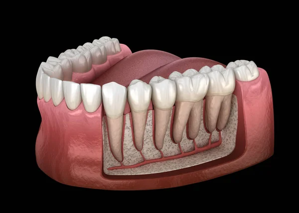 Dental Root Anatomy Mandibular Human Gum Teeth Ray View Medically — Stock Photo, Image
