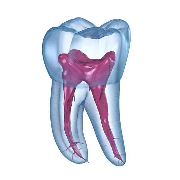 牙根解剖 第一上颌磨牙医学上准确的牙科3D图像 — 图库照片
