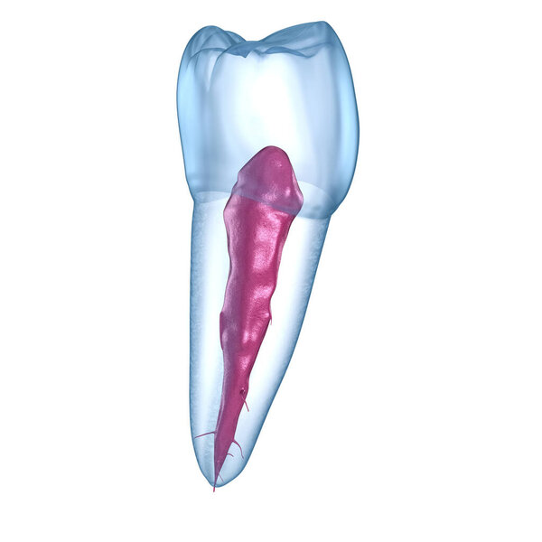 Dental root anatomy - Mandibular Second premolar tooth. Medically accurate dental 3D illustration