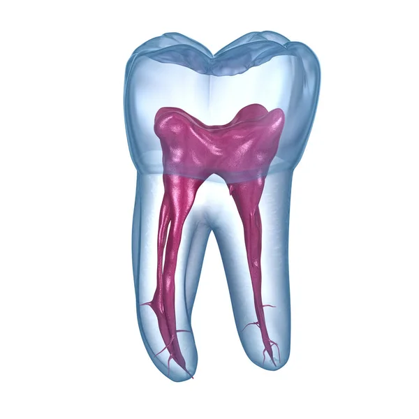 치아의 해부학 상악골 모계치아 의학적으로 — 스톡 사진
