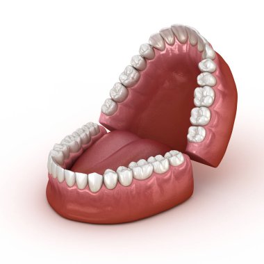 Diş anatomisi - Açık Protezler. Tıbbi olarak doğru diş 3d illüstrasyon