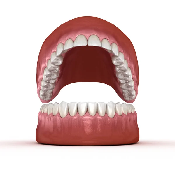 Zahnanatomie Geöffnetes Gebiss Medizinisch Korrekte Zahnärztliche Illustration — Stockfoto