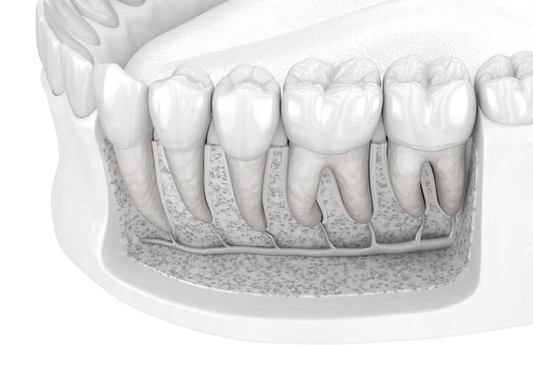 Anatomía Raíz Dental Encía Los Dientes Humanos Mandibulares Ilustración Dientes —  Fotos de Stock