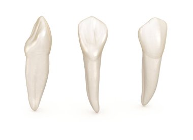 Diş anatomisi - maksiller santral kesici diş. Tıbbi olarak doğru diş 3d illüstrasyon