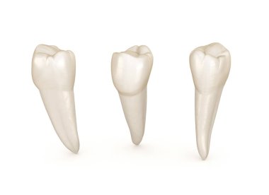 Diş anatomisi - mandibular premolar diş. Tıbbi olarak doğru diş 3d illüstrasyon