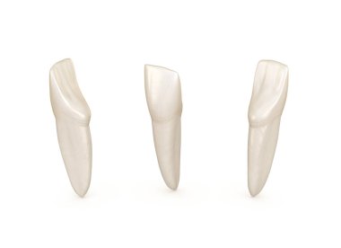 Diş anatomisi - mandibular merkezi kesici diş. Tıbbi olarak doğru diş 3d illüstrasyon