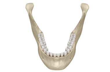 Mandibular çene anatomisi. İnsan dişleri 3d illüstrasyon kavramı