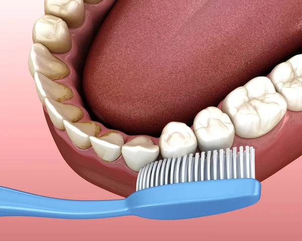 Toothbrush cleaning teeth. Medically accurate 3D illustration of oral hygiene.