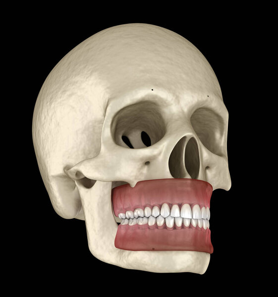 Healthy human teeth with normal occlusion. Medically accurate tooth 3D illustration