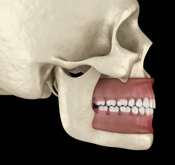 Healthy human teeth with normal occlusion. Medically accurate tooth 3D illustration