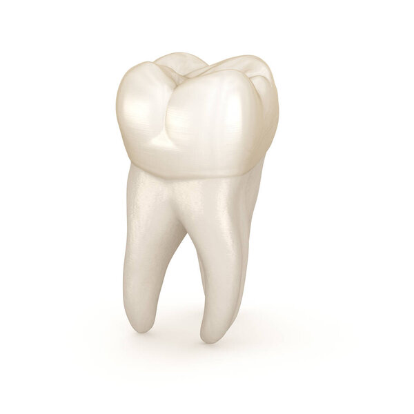 Dental anatomy - First maxillary molar tooth. Medically accurate dental 3D illustration
