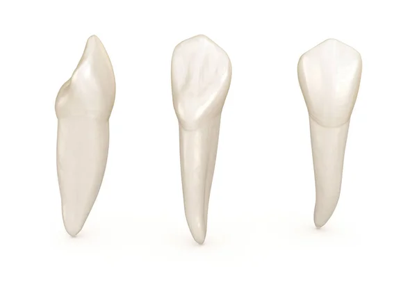 Anatomía Dental Diente Incisivo Central Maxilar Ilustración Dental Médicamente Precisa — Foto de Stock