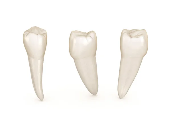 Anatomía Dental Diente Premolar Mandibular Ilustración Dental Médicamente Precisa —  Fotos de Stock