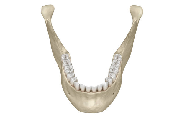 Mandibular jaw anatomy. 3D illustration concept of human teeth