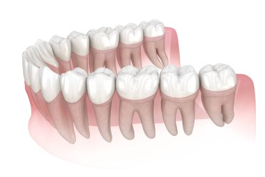 İnsan çikleti ve dişleri. Tıbbi olarak doğru diş 3D illüstrasyon