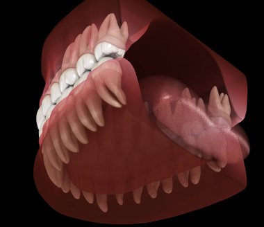 Mandibular ve maksiller insan diş eti ve dişlerin morfolojisi. Tıbbi olarak doğru diş 3d illüstrasyon