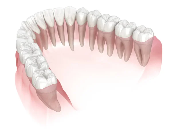 Goma Dientes Humanos Mandibulares Ilustración Dientes Médicamente Precisos —  Fotos de Stock