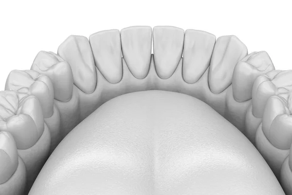 人的牙龈和牙齿呈白色 医学上准确的牙齿3D图像 — 图库照片