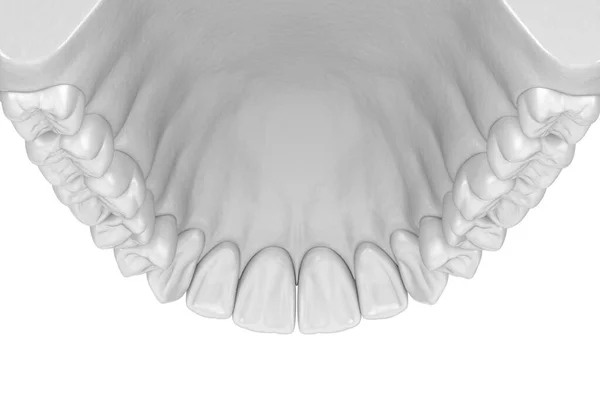 Goma Humana Dentes Estilo Branco Ilustração Dente Medicamente Precisa — Fotografia de Stock