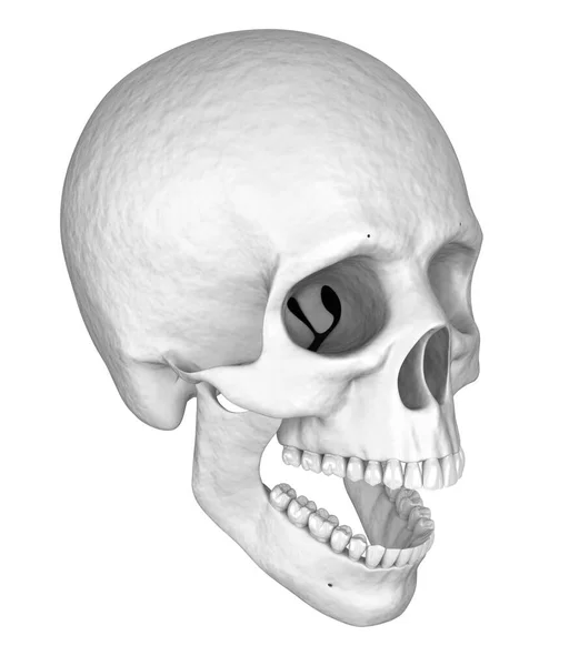 Menselijke Witte Schedel Illustratie — Stockfoto