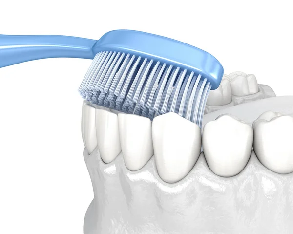 Čistící Zuby Izolované Bílém Lékařsky Přesná Ilustrace Ústní Hygieny — Stock fotografie
