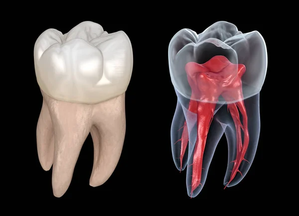 Anatomie Des Racines Dentaires Première Dent Molaire Maxillaire Illustration Dentaire — Photo