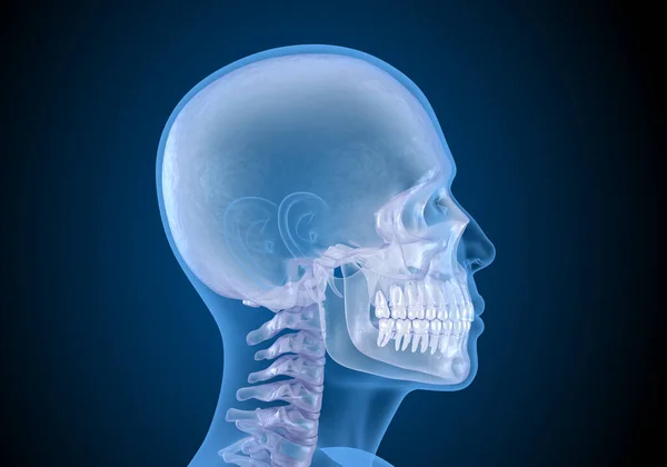 Human head in xray view. Medically accurate 3D illustration