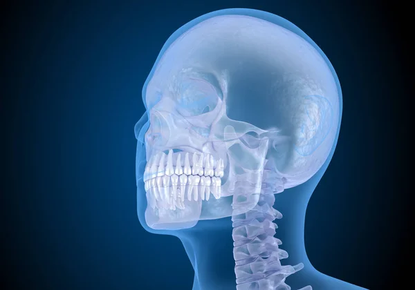 Nsan Kafası Röntgen Görüşünde Tıbbi Olarak Doğru Illüstrasyon — Stok fotoğraf