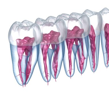 Diş kökü anatomisi, röntgen görüntüsü. Tıbbi olarak doğru olan 3 boyutlu diş illüstrasyonu