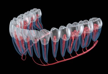 Diş kökü anatomisi, röntgen görüntüsü. Tıbbi olarak doğru olan 3 boyutlu diş illüstrasyonu
