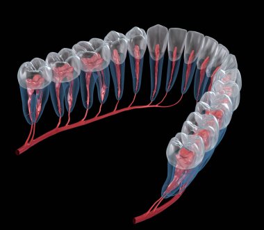 Diş kökü anatomisi, röntgen görüntüsü. Tıbbi olarak doğru olan 3 boyutlu diş illüstrasyonu