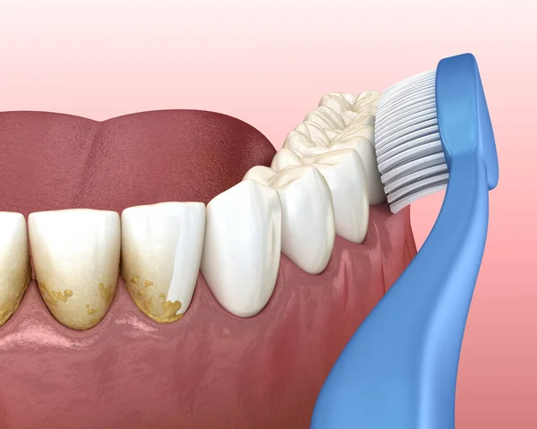 Toothbrush cleaning teeth. Medically accurate 3D illustration of oral hygiene.