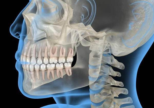 照X光时的人头医学上准确的3D图像 — 图库照片