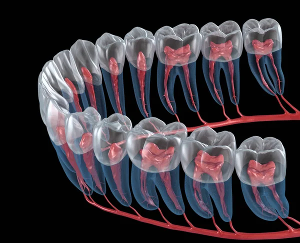 Anatomia Delle Radici Dentali Vista Raggi Illustrazione Dentale Clinicamente Accurata — Foto Stock